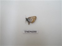 藏品(朝鮮產小灰蝶)的圖片